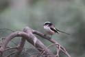 J01_0922 Long-tailed Tit.JPG